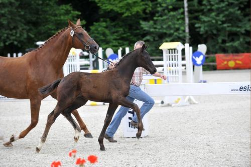 Filly by Desperados. Photo: Becker