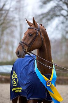 Cornet's Prinz. Foto: Becker